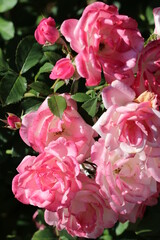 Japanese style "Hanakasumi" original breed rose flower