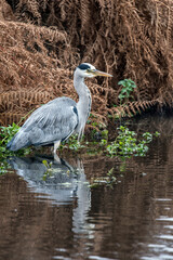 Grey heron wading