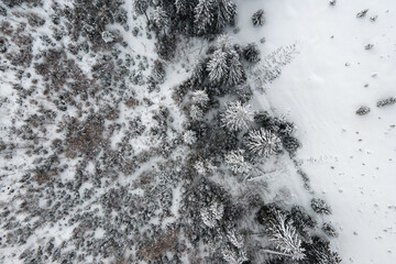 Top down aerial view of snow covered evergreen pine forest after heavy snowfall in winter mountain woods on cold quiet day