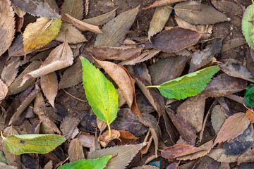 Autumn leaves on the ground.  Top view.