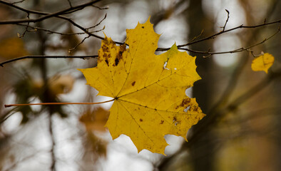 Opadające liście jesieni 