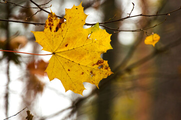 Opadające liście jesieni 