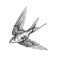 bird flight wings feathers swallow