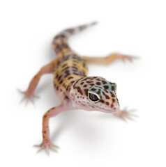 Leopard gecko or Eublepharis macularius isolated on white background with clipping path and full...