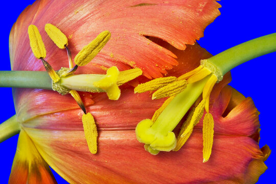 Tulipe : pistils et pétales