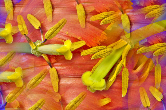 Tulipe : pistils sur pétales