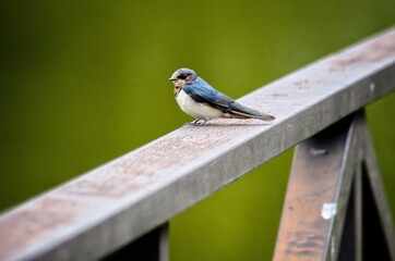 bird on a wire
