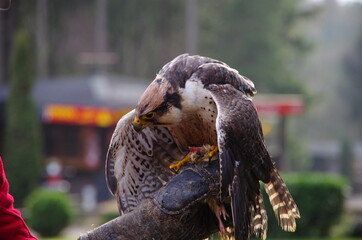 Greifvogel der Mantelt