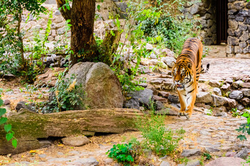 Big striped tiger (Panthera tigris) walking among the green vegetation