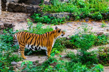 Big striped tiger (Panthera tigris) walking among the green vegetation