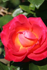 Japanese red rose named 