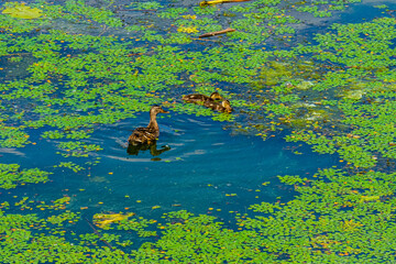 Grey duck with her ducklings swimming in a river