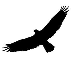 black silhouette of a flying eagle
