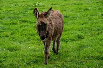 beautiful fluffy baby donkey out in the meadow