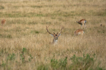 fallow deer stag hiding in the grass in the countryside