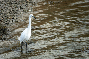 beautiful white egret standing at the waters edge