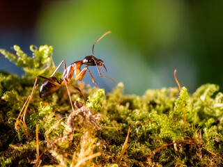 Macro photo of ant on green moss. Close up portrait of insect on dark background.