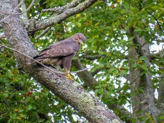 the common buzzard a medium to large bird of prey perched in a tree