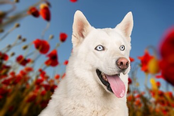Obraz premium portrait cute dog in summer in the colors of flowers