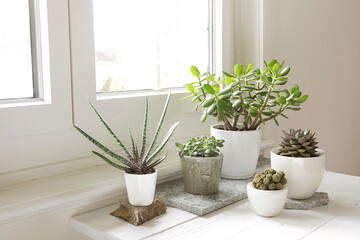 Collection of various house plants indoor. Group of potted plants in room by the window. Houseplants arrangement, modern style, trendy home decor.