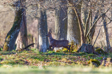 Roebuck in the woodland at spring