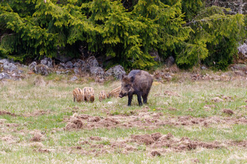 Wild boar with cute piglets on a field at the woodland edge