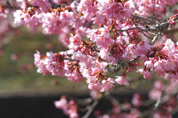 おかめ桜　ピンク　3月