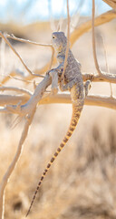 Agama Savigny sits on a withered branch in the wild on a bright sunny day