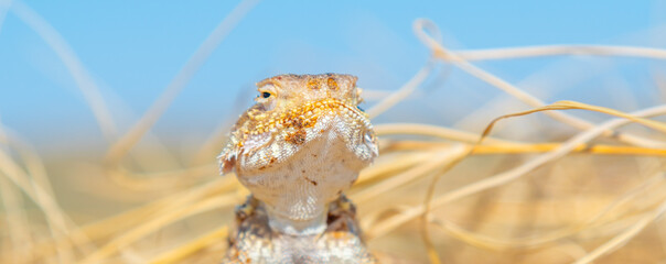Desert agama sits on a sand dune in the desert on a bright sunny day
