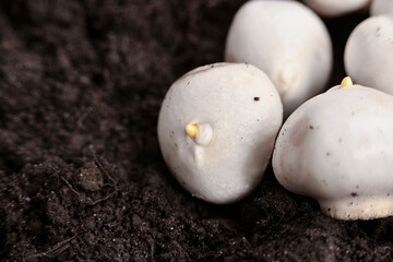 Dutch bulb on the ground for planting in the ground for sale on the 8th of March.