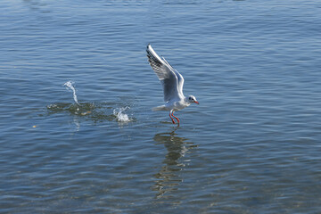 Seagulls fly over water in search of food and sustenance.