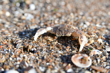 A small crab is basking in the sand under the hot summer sun.