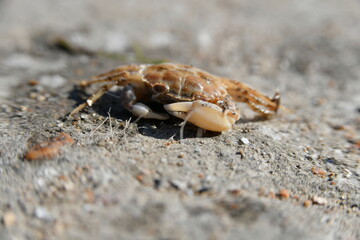 A small crab is basking on a stone in the hot summer sun.