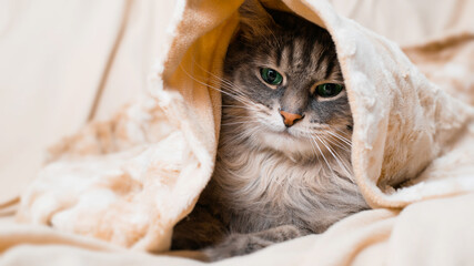 Portrait of gray cat wrapped in blanket, sadly looking down with green eyes, close-up. Cute furry...
