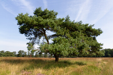 tree in moorland