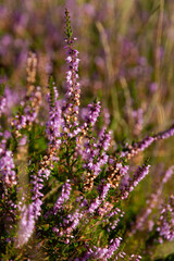 close up of heather