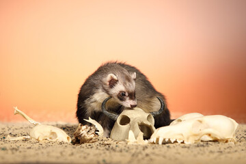 Halloween creepy studio portrait of adult ferret with skulls