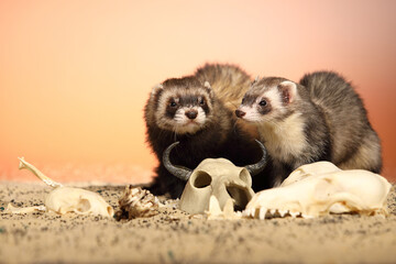 Halloween creepy studio portrait of adult ferret with skulls