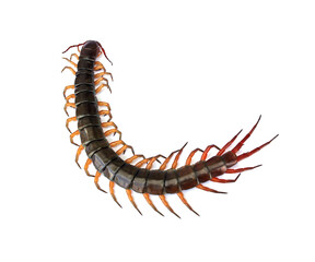 Close-up photo of a large centipede lying on a white background.