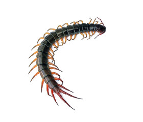 Close-up photo of a large centipede lying on a white background.