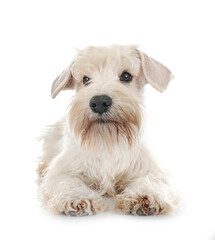 miniature white schnauzer in studio
