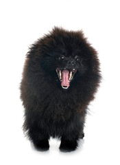 Obraz premium young pomeranian in studio