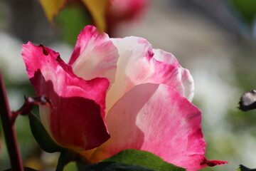 Hybrid Tea rose 