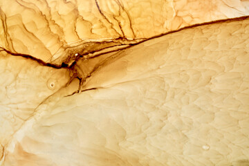 Abstract ocher ink watercolor background. Yellow orange brown paint stains and spots in water,...