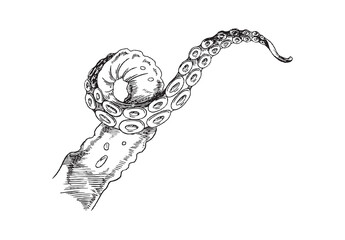Octopus tentacle sketch. Vector black and white hand drawn illustration of single tentacle of marine animal. © sabelskaya