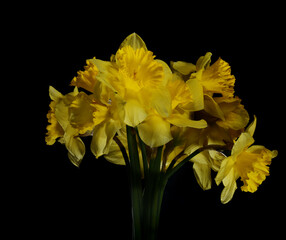 Bouquet of yellow daffodils on a black background