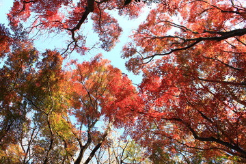 鎌倉の秋。天園「獅子舞の谷」の紅葉。