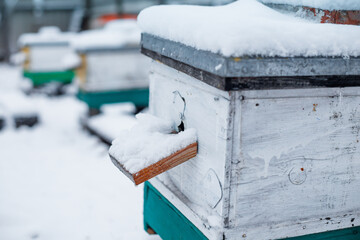Naklejka premium old hive entrance in winter. Colorful hives on apiary in winter stand in snow among snow-covered trees. Hives on apiary in December in Europe. old apiary of multi-hull hives.