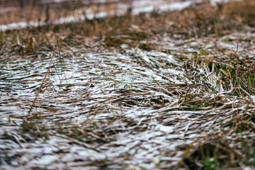 frozen grass in forest