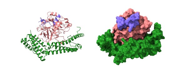 Staphylocoagulase (green) complexed with human thrombin heterodimer. 3D cartoon and Gaussian surface models, PDB 1nu7, white background